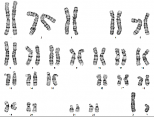 Cell1-karyotype-final